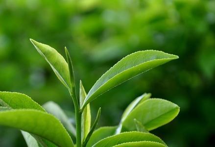 茶叶优质丰产种植生物技术